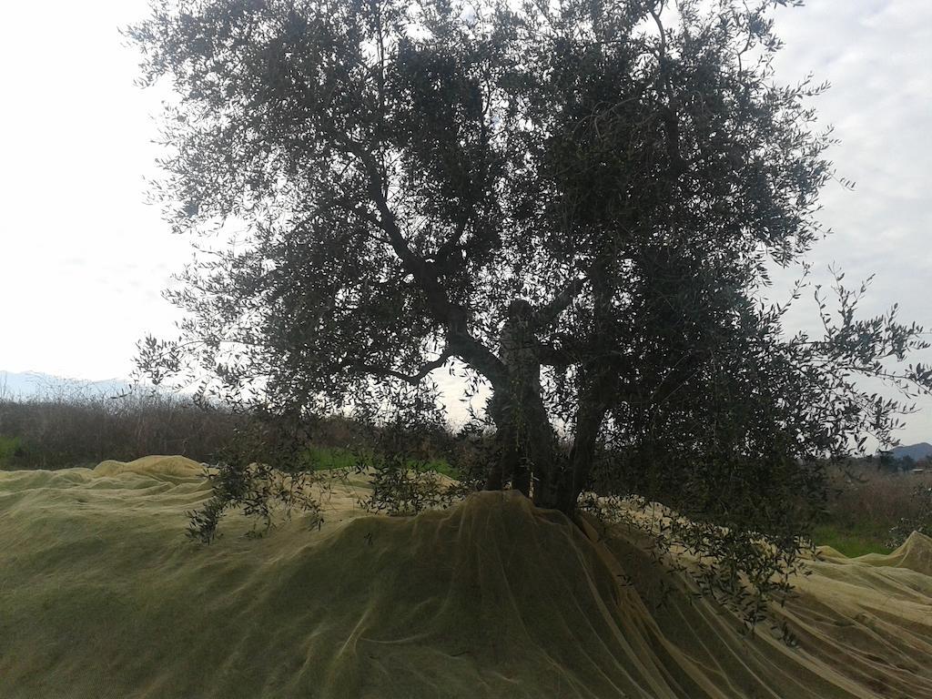 Agriturismo Santa Chiara Помаранче Екстер'єр фото